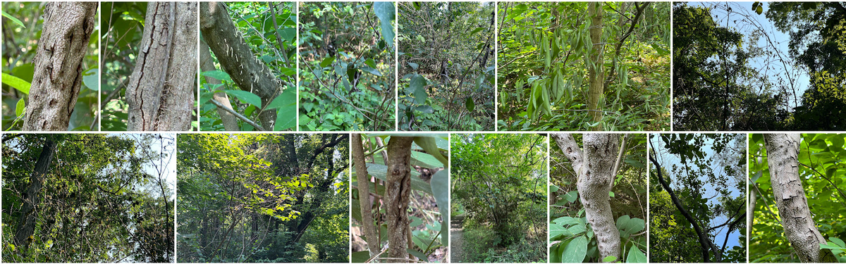 spicebush symptom photos